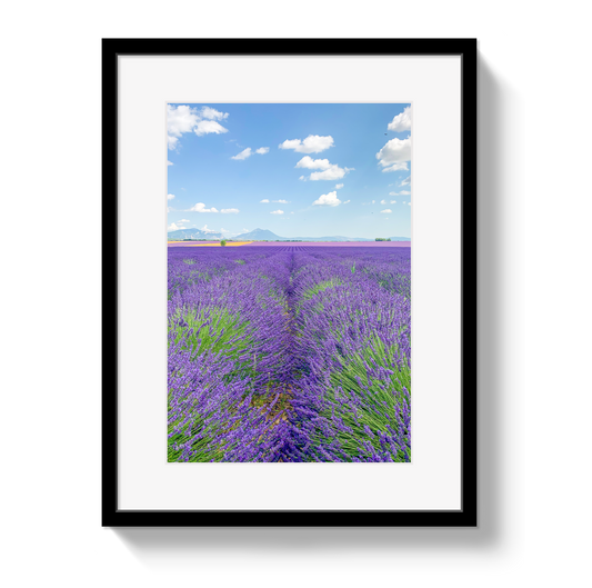 Lavender Fields 2