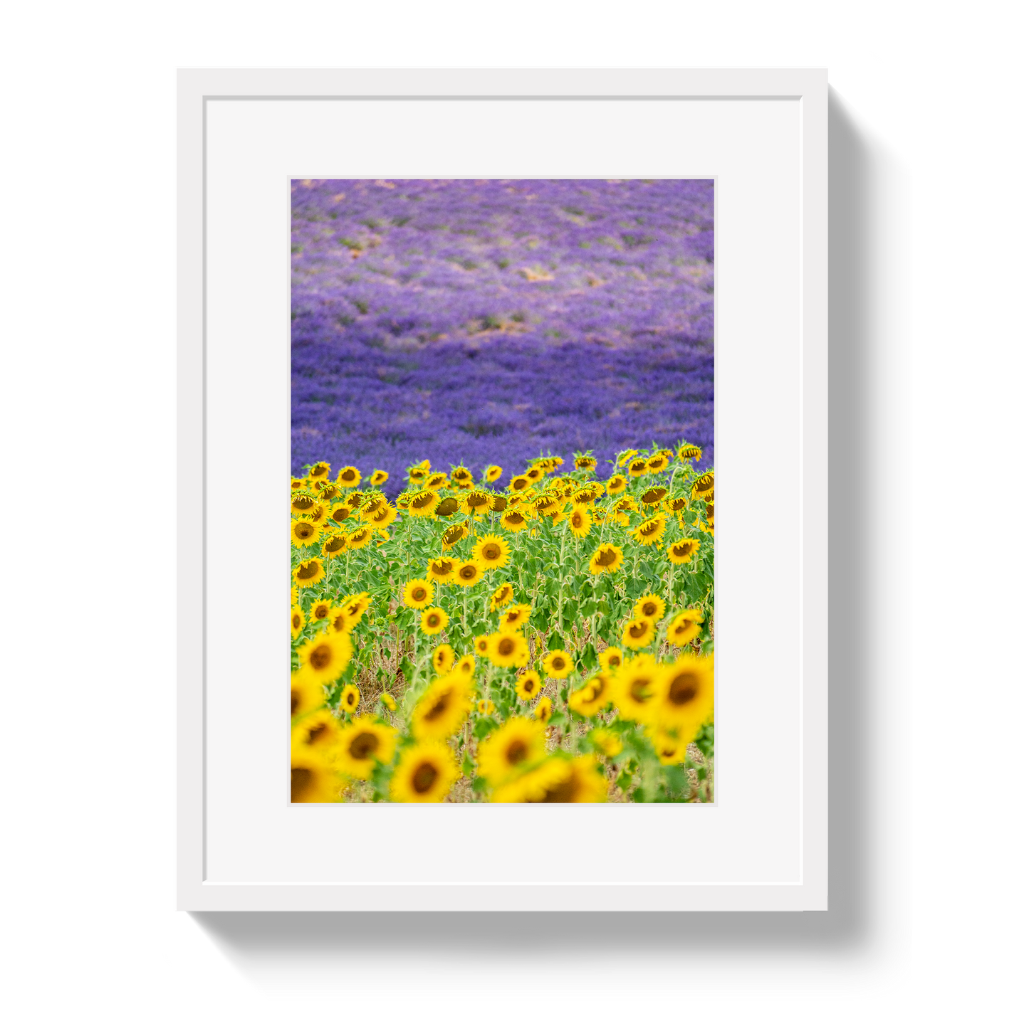 Sun and Lavender
