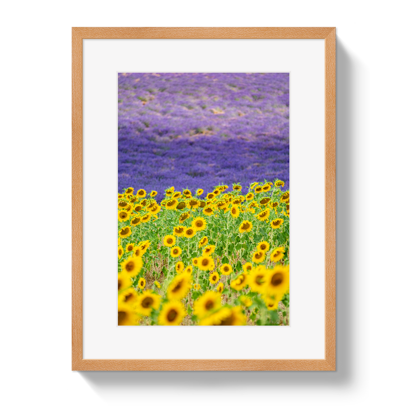 Sun and Lavender