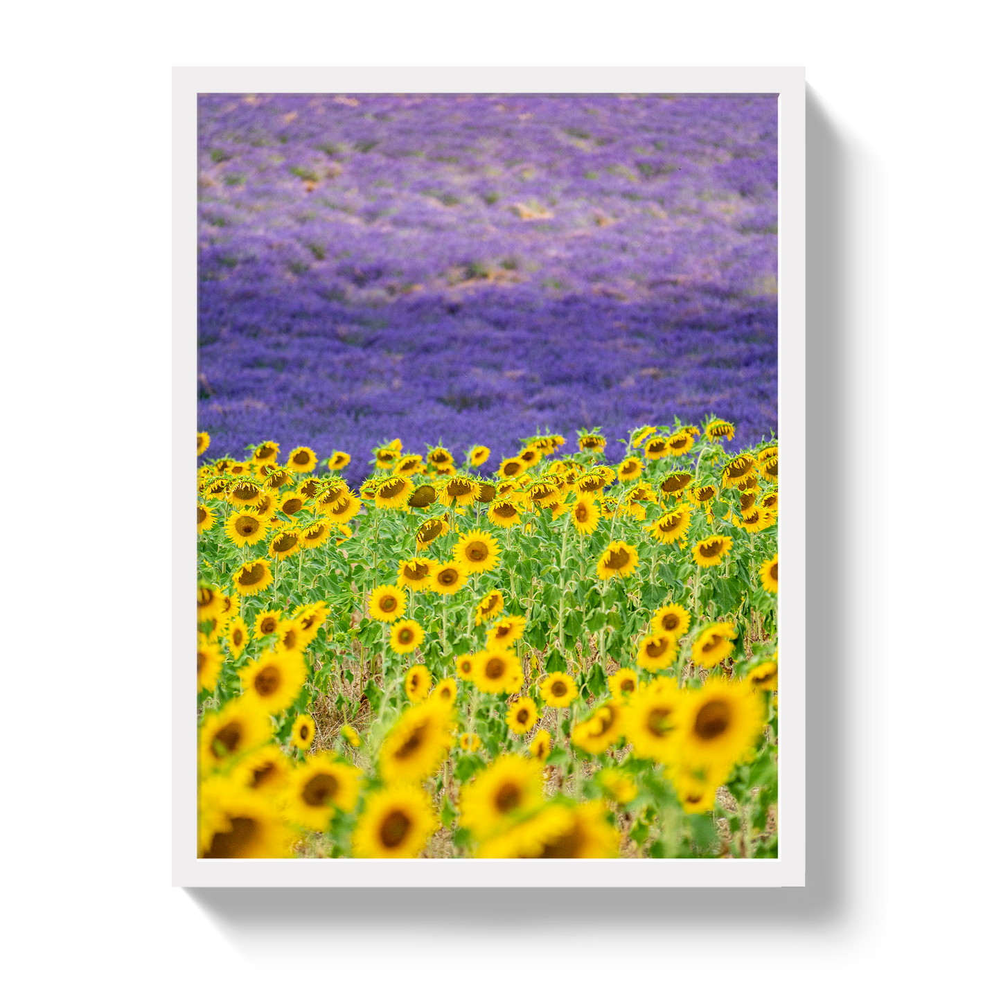 Sun and Lavender