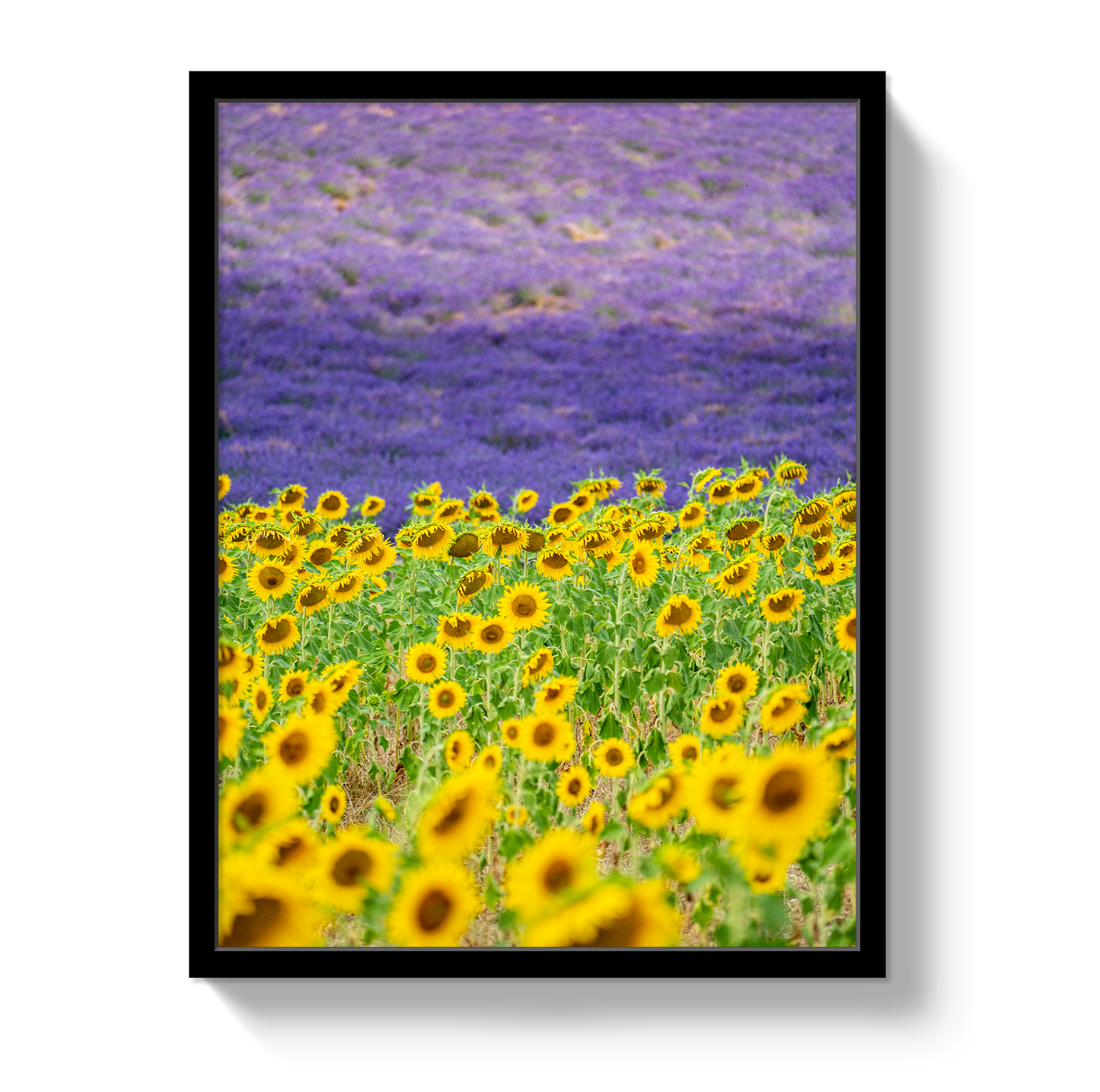 Sun and Lavender