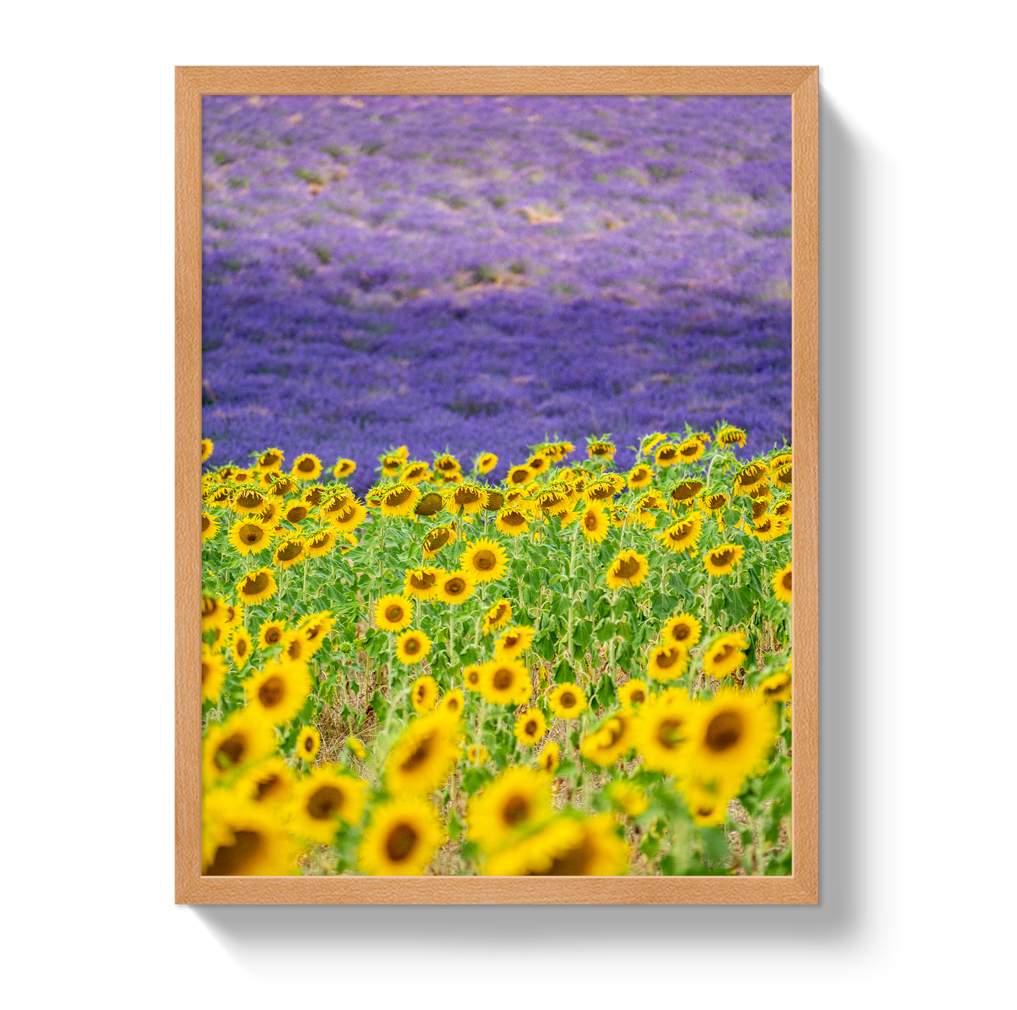 Sun and Lavender