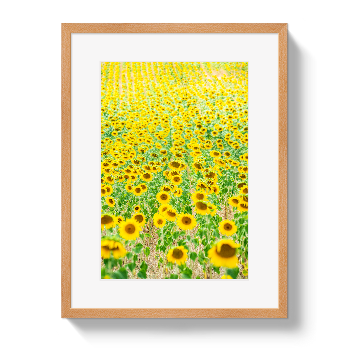 Provence Sunflowers