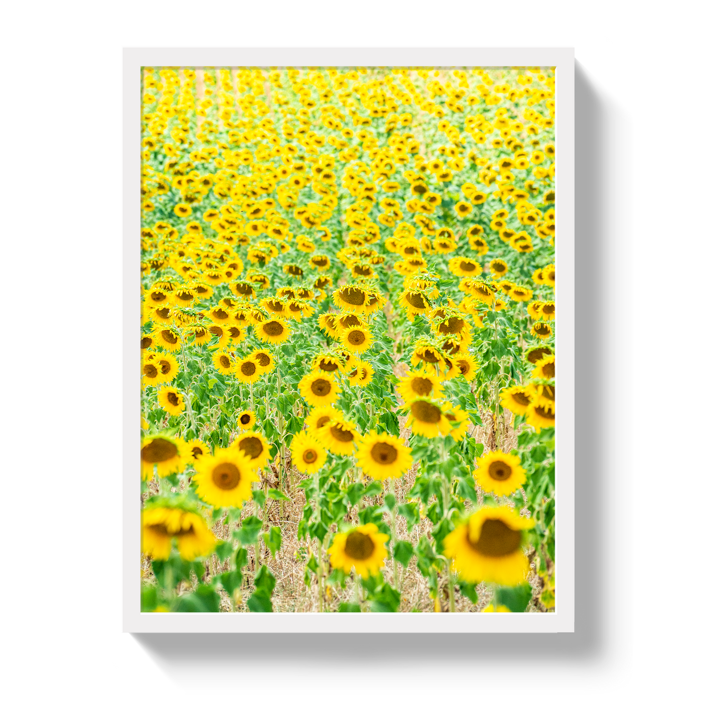 Provence Sunflowers