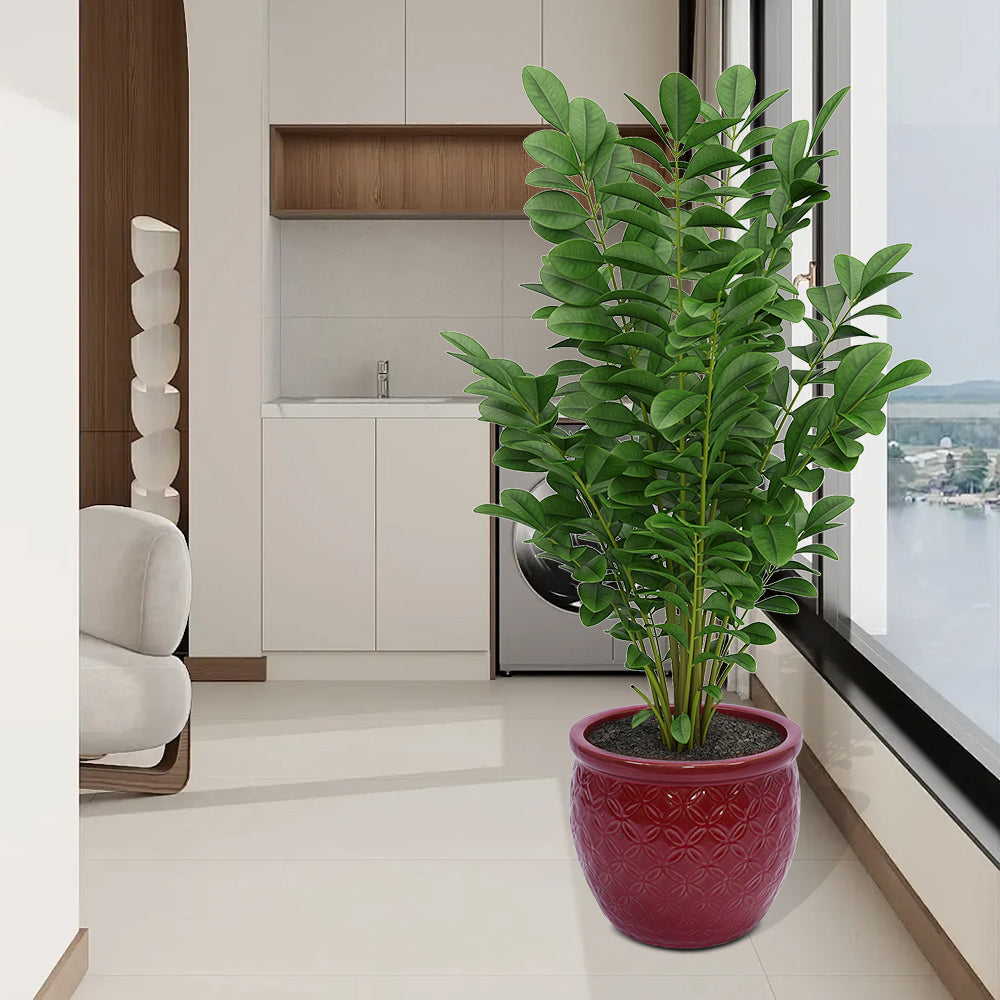 21767778