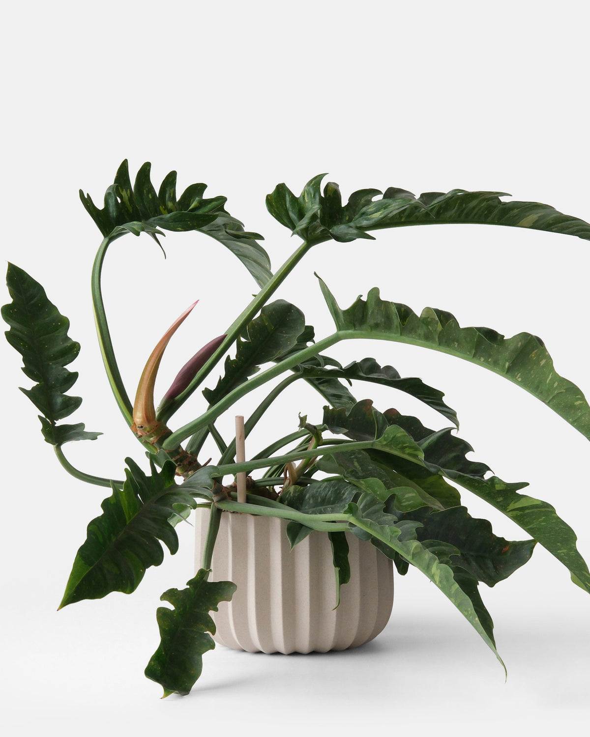 Wrap Planter - 4 sizes